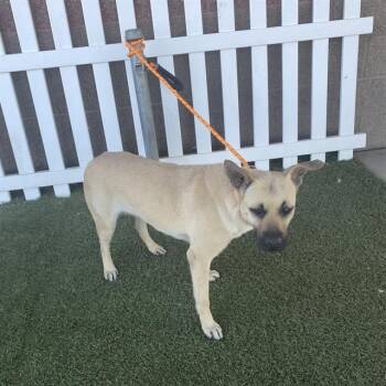 Rescue German Shepherd Dog and Mixed Breed Dogs for Adoption in Modesto, California - THEA | PetCurious