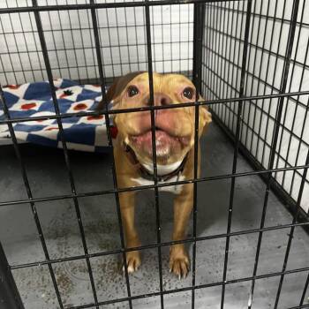 Hannah Montana -  Terrier Dog for Adoption in St. Louis, Missouri - Hannah Montana | PetCurious