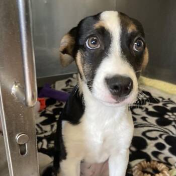 Sweetheart -  Mixed Breed Dog for Adoption in Saint Charles, Missouri - Sweetheart | PetCurious