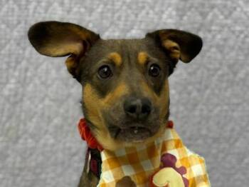 Shepherd Dogs Available for Adoption - Ally | PetCurious