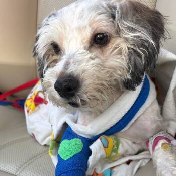 Poodle Dogs Available for Adoption in West Chester, Pennsylvania - Charlie | PetCurious