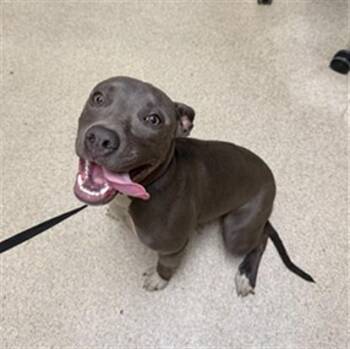 PENELOPE -  Pit Bull Terrier Dog for Adoption in Riverside, California - PENELOPE | PetCurious