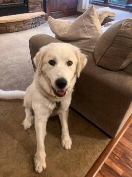 Winnie (26-178) -  Golden Retriever and Great Pyrenees Dog for Adoption in Minnetonka, Minnesota - Winnie (26-178) | PetCurious