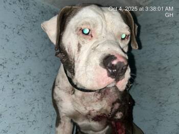 Rescue Pit Bull Terrier Dogs for Adoption in Ocala, Florida - A370296 | PetCurious