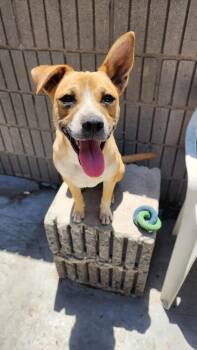 Rescue Mixed Breed Dogs for Adoption in Puyallup, Washington - Miley | PetCurious