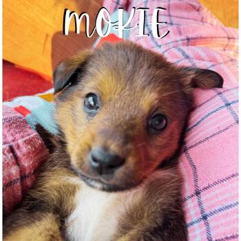 Shepherd and Carolina Dog Dogs Available for Adoption in Ragland, Alabama - Mokie | PetCurious