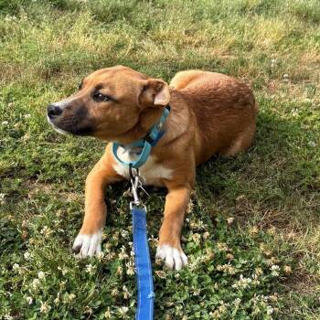 Mixed Breed Dogs Available for Adoption in Stormville, New York - CT Graham | PetCurious
