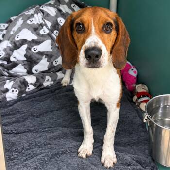 Burlap -  Mixed Breed Dog for Adoption in Titusville, Florida - Burlap | PetCurious