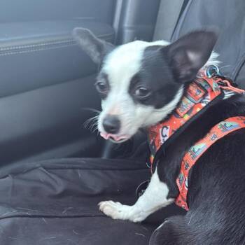 Rescue Chihuahua Dogs for Adoption in Savannah, Georgia - Val | PetCurious