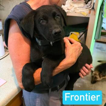 Frontier (PUPPY) -  German Shepherd Dog and Black Labrador Retriever Dog for Adoption in Greeneville, Tennessee - Frontier (PUPPY) | PetCurious