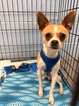 Odie -  Chihuahua Dog for Adoption in Morristown, Tennessee - Odie | PetCurious