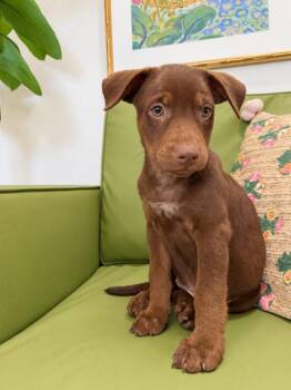 Ari Cocoa Kisses -  Catahoula Leopard Dog and Labrador Retriever Dog for Adoption in Friendswood, Texas - Ari Cocoa Kisses | PetCurious