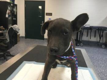 Terrier and Mixed Breed Dogs Available for Adoption - SPORTY SPICE | PetCurious