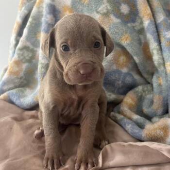 Labrador Retriever and Mixed Breed Dogs Available for Adoption in North Charleston, South Carolina - Wake | PetCurious