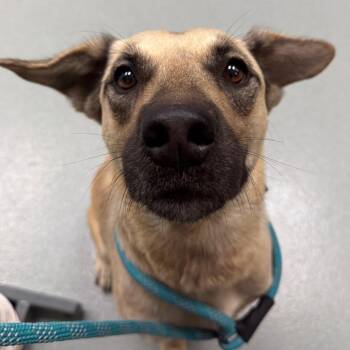 Tally -  Shepherd and Black Mouth Cur Dog for Adoption in Abilene, Texas - Tally | PetCurious