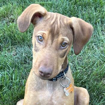 Kori -  Doberman Pinscher Dog for Adoption in Normal, Illinois - Kori | PetCurious