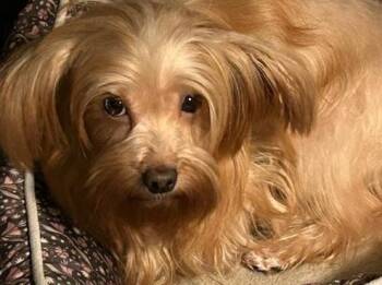 Yorkshire Terrier Dogs Available for Adoption - Summer | PetCurious