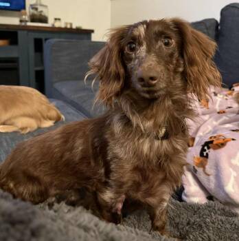 Rescue Dachshund Dogs for Adoption in La Vista, Nebraska - Chewy | PetCurious
