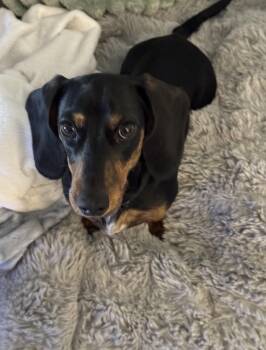 Dachshund Dogs Available for Adoption in Sarasota, Florida - Lincoln | PetCurious