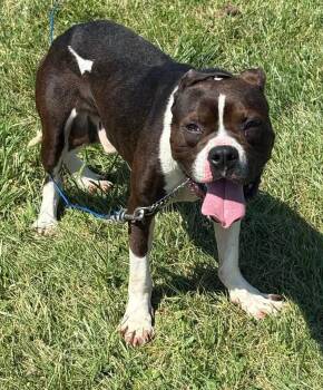 Rescue Pit Bull Terrier Dogs for Adoption in Washington Court House, Ohio - Toes | PetCurious