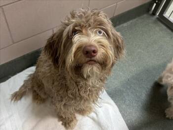A176647 -  Mixed Breed Dog for Adoption in Santa Fe, New Mexico - A176647 | PetCurious