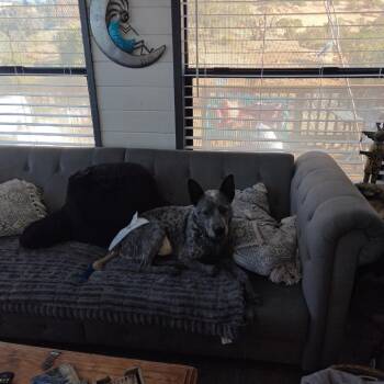 Australian Cattle Dog Blue Heeler Dogs Available for Adoption - Petewie Pete | PetCurious