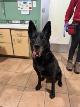 Beauty -  German Shepherd Dog and Mixed Breed Dog for Adoption in Longmont, Colorado - Beauty | PetCurious