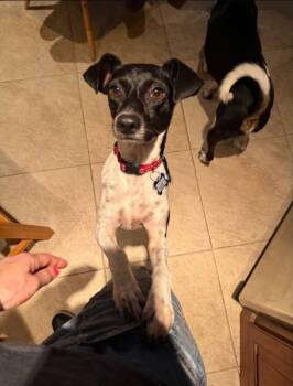 Sasha -  Rat Terrier Dog for Adoption in Derry, New Hampshire - Sasha | PetCurious