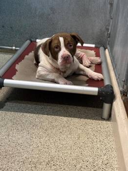 Pit Bull Terrier and Mixed Breed Dogs Available for Adoption - Minnie | PetCurious