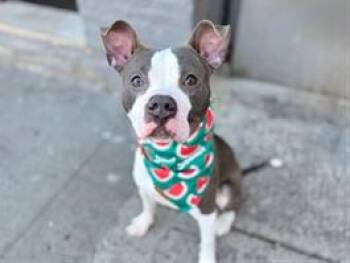 American Staffordshire Terrier Dogs Available for Adoption in Huntington, New York - BLUBIE | PetCurious