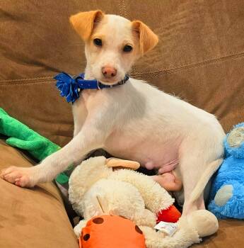 Chihuahua Dogs Available for Adoption in Harlingen, Texas - Berlioz | PetCurious
