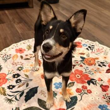 MONTANA -  Mixed Breed Dog for Adoption in Quitman, Texas - MONTANA | PetCurious