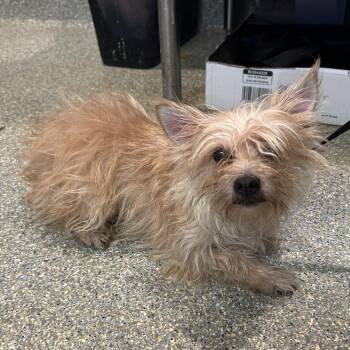 IVHS-Stray-140321 -  Terrier Dog for Adoption in San Gabriel, California - IVHS-Stray-140321 | PetCurious