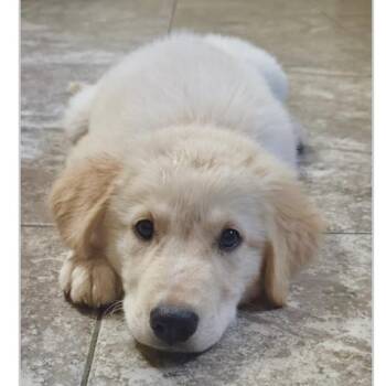 Friday -  Golden Retriever Dog for Adoption in Boulder, Colorado - Friday | PetCurious