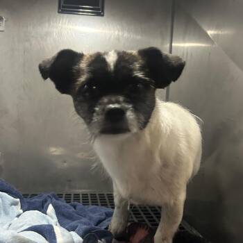 Mixed Breed Dogs Available for Adoption in Philadelphia, Pennsylvania - OG Russel | PetCurious