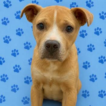 Levi -  Mixed Breed Dog for Adoption in Memphis, Tennessee - Levi | PetCurious