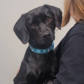 Rescue Mixed Breed Dogs for Adoption in Troy, Illinois - Shadow | PetCurious