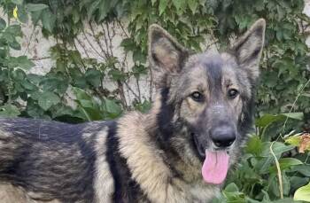 German Shepherd Dog Dogs Available for Adoption in Newport Beach, California - Diesel | PetCurious