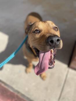 Rescue American Staffordshire Terrier Dogs for Adoption in Spring, Texas - Lester | PetCurious