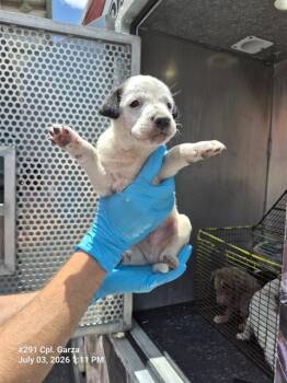 TURBO T. TORO -  American Staffordshire Terrier Dog for Adoption in San Antonio, Texas - TURBO T. TORO | PetCurious