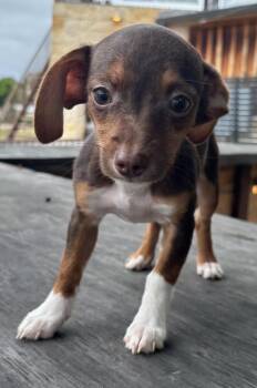 Pumpkin -  Chihuahua and Yorkshire Terrier Dog for Adoption in New Braunfels, Texas - Pumpkin | PetCurious