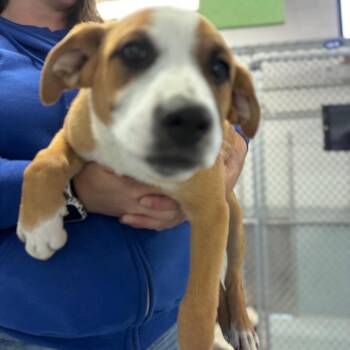 Pit Bull Terrier and Mixed Breed Dogs Available for Adoption - Elsie | PetCurious