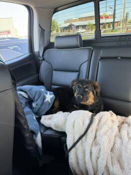 German Shepherd Dog and Australian Cattle Dog Blue Heeler Dogs Available for Adoption in Midway, Utah - Athena Tina | PetCurious