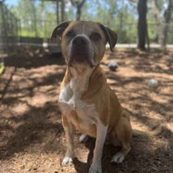 Mixed Breed Dogs Available for Adoption in St. Augustine, Florida - Huma | PetCurious