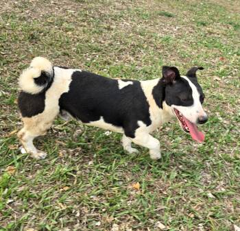 Beto -  Jack Russell Terrier and Corgi Dog for Adoption in San Francisco, California - Beto | PetCurious