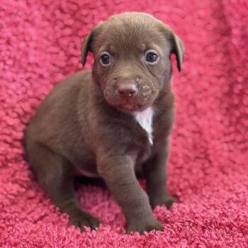 Rescue Spaniel and Terrier Dogs for Adoption in San Diego, California - Taffy Pup - Sour Power | PetCurious