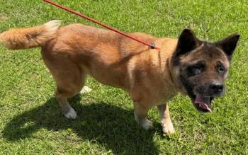 In Foster Jupiter Hw+ -  Akita Dog for Adoption in Lawrenceville, Georgia - In Foster Jupiter Hw+ | PetCurious