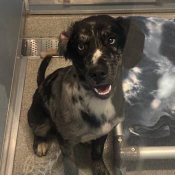 Drax -  Poodle and Mixed Breed Dog for Adoption in Matteson, Illinois - Drax | PetCurious
