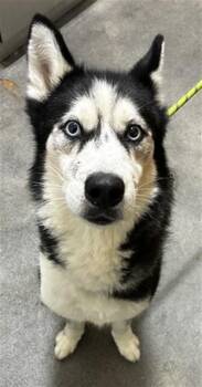 KATARA -  Siberian Husky Dog for Adoption - KATARA | PetCurious