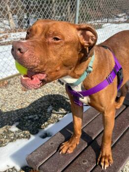 American Staffordshire Terrier Dogs Available for Adoption - Reese | PetCurious